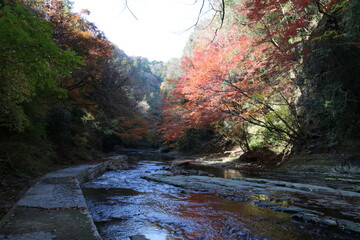千葉県を流れる養老渓谷の秋の風景。緩やかな養老川の流れと紅葉。	
