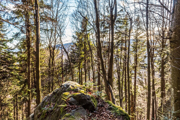 Landscapes - Forest - Europe, Romania, Suceava region  