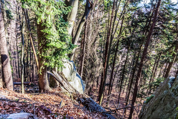 Landscapes - Forest - Europe, Romania, Suceava region  