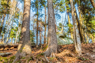 Landscapes - Forest - Europe, Romania, Suceava region  