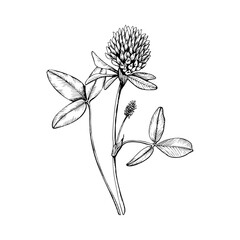 Wildflower blooming clover. Hand drawn botanical vector illustration. Sketch painted by black inks line on white isolated background. For clipart greeting card package label