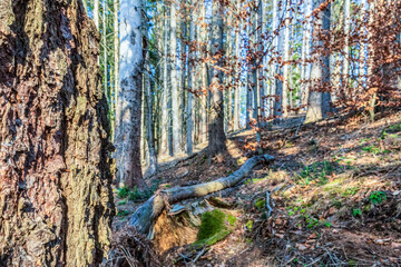 Landscapes - Forest - Europe, Romania, Suceava region  