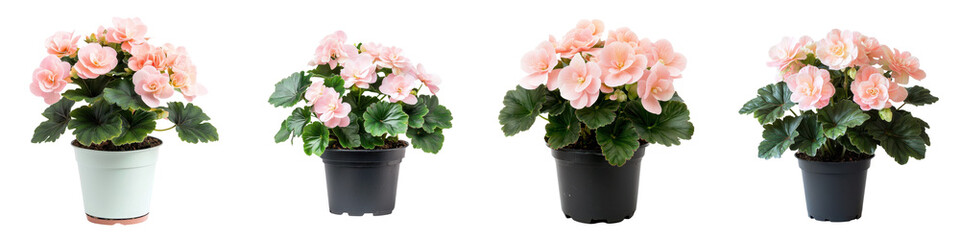 Fototapeta premium Assortment of Lovely Pink Floral Bouquets in Decorative Pots Perfect for Adorning Home Interiors Tabletops or as Elegant Gifts for Special Occasions