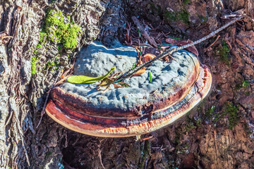 Landscapes - Forest - Europe, Romania, Suceava region  