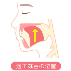 適正な舌の位置　ミューイング