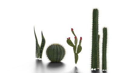 different types of cactus plants on white background
