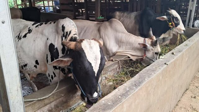 Fat and healthy white and black cows are eating fresh green grass and straw in the barn. The cattle are planned to be traded on Eid al-Adha