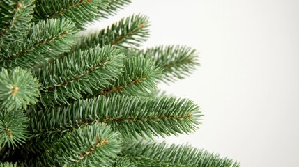 A close-up shot of a pine tree's trunk and branches against a white background