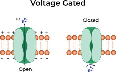 Voltage Gated Ion Channel Design Vector Illustration
