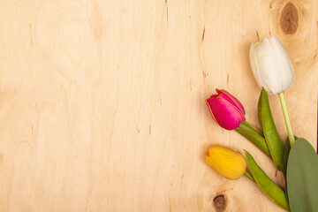 Tulip flowers on wooden background with copy space. Whimsical tulips add charm to greeting card.