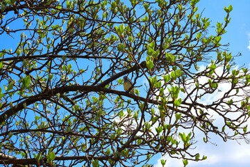 Spring young green brunches sprouts of a tender blossoming tree 