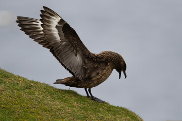 Great Skua (Bonxie) displaying with wings spread against a clean background - Unst, Shetland, Scotland, United Kingdom