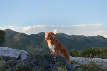 A Nova Scotia Duck Tolling Retriever sits calmly on a rocky hill surrounded by vibrant mountain...