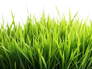 Fototapeta premium Vibrant green grass blades, macro detail, isolated on white. Nature's texture, perfect stock photo.
