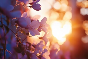 A beautiful shot of flowers with the warm sunlight shining through, great for decorative or inspirational purposes
