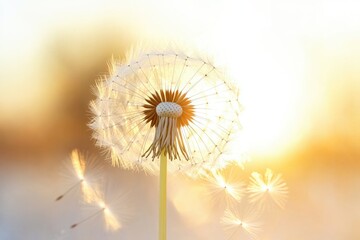 A dandelion with seeds dispersing in the air, a symbol of freedom and new beginnings