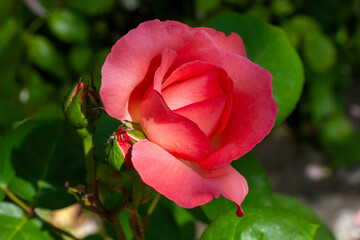 Rote Rose im Streiflicht