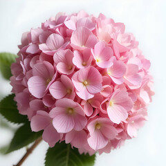 Delicate Pink Hydrangea Bloom Close-Up Photography