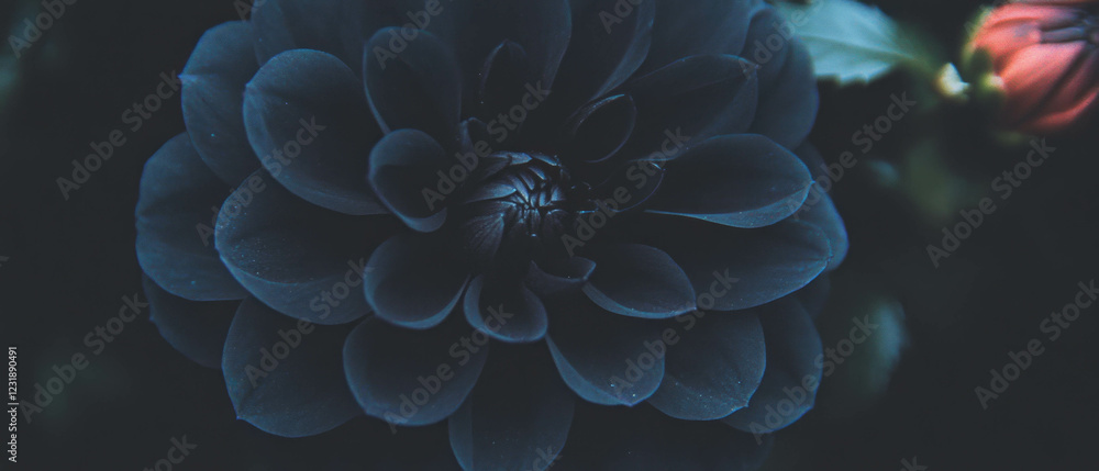 Poster layered flower petals create a stunning visual on a dark background with subtle depth of field
