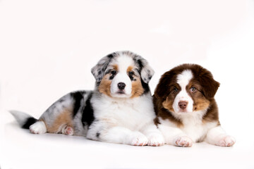 marble color puppy breed miniature aussie, and puppy chocolate