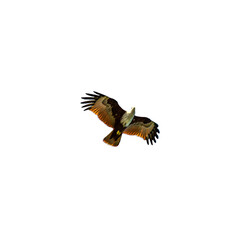 Eagle soaring high in the sky of Patong Beach Phuket Thailand hunting for fish on a clear background