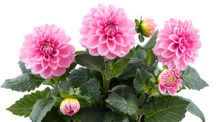 Romantic Heart Shaped Box of Orange Roses and Chocolates