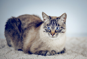 Thai purebred cat lies on a white carpet.