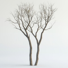 Fototapeta premium Bare winter tree, twin trunks, delicate branches.