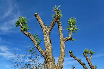 Arbres élagués sur fond de ciel bleu.