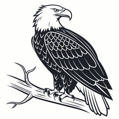 eagle on a white background