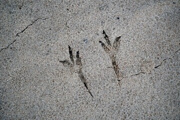 Bird footprints on wet sand. Textures in nature. Top down view.