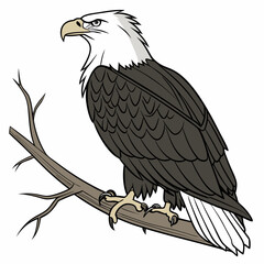 Obraz premium eagle on a branch