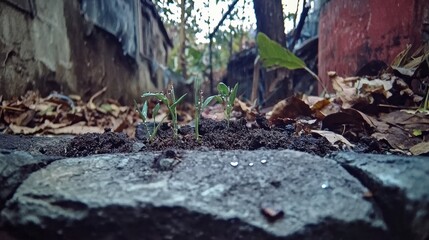 Emerging green life urban environment nature photography street scene close-up growth concept