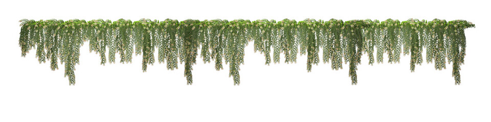 creeper plants on transparent background, 3D rendering, for illustration, digital composition and architecture visualization © Hanh