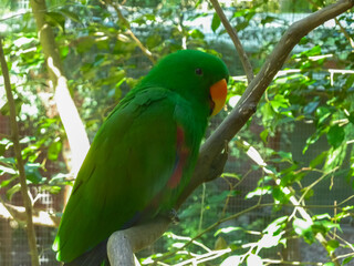 Eclectus parrot perched on a branch in a leafy aviary at Newcastle, Australia. The vibrant male displays its characteristic bright green plumage and orange beak against natural foliage background