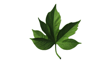 Fototapeta premium a leaf from a tree on a transparent background