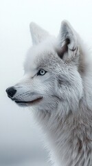 Obraz premium HD Phone Wallpaper Majestic Arctic Wolf Portrait Winter Fur White Coat Wild Canine