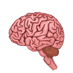 Vector illustration of a human brain. Detailed anatomy in profile
