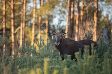 Mammals male bull Moose ( Alces alces ) North part of Poland, Europe dark foggy morning in winter...
