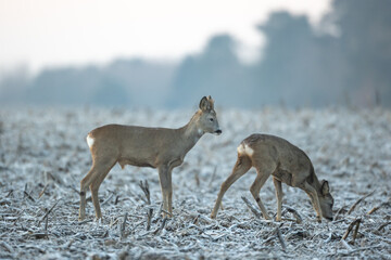 Naklejka premium Male buck and female roe deer Capreolus capreolus Majestic roe deer, capreolus capreolus, buck with antlers. Male mammal with orange fur walking through winter frosty meadow