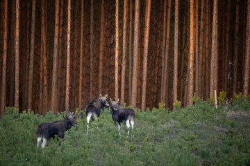 Mammals male bull Moose ( Alces alces ) North part of Poland, Europe dark foggy morning in winter...