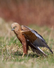 Birds of prey male Marsh harrier Circus aeruginosus, hunting time Poland Europe spring time April