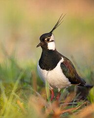 Bird Lapwing Vanellus vanellus on green background spring time Poland Europe migratory bird