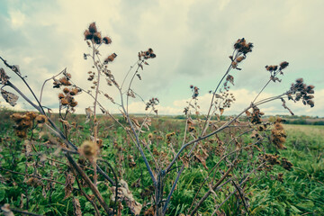 Dried Wild Plants in a Vast Field Under a Cloudy Sky..