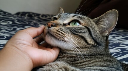 Cat enjoys gentle touch from hand while resting on soft bedding in cozy indoor setting during the afternoon