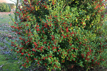 Holly bush with branches with ripe red berries in the garden. Ilex cornuta bush on winter