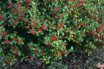 Holly bush with branches with ripe red berries in the garden. Ilex cornuta bush on winter