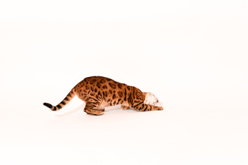 Crazy bengal adult cat plays on white background, portrait of playful cat