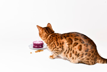 Cat birthday, bengal cat sits near a cake with lighting candle and eats feed on white background,
