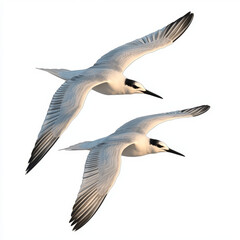 Obraz premium Two graceful seabirds in flight, wings outstretched against a white background.